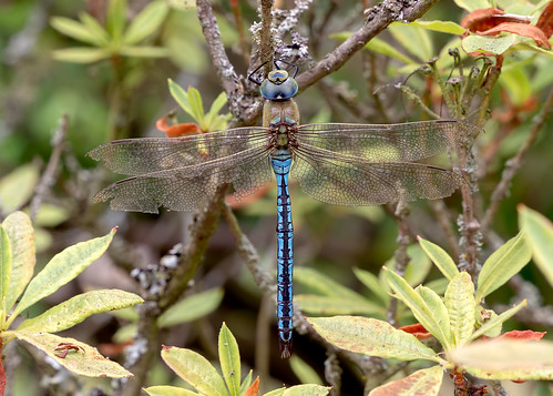 Emperor Dragonfly, From FlickrPhotos