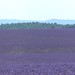 Plateau de Valensole • <a style="font-size:0.8em;" href="http://www.flickr.com/photos/63683636@N08/43164228884/" target="_blank">View on Flickr</a>