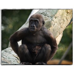 Young gorilla. #photography #photooftheday #photoadaychallenge #calgaryzoo #sigma150600 #gorilla #opcmag #project365 #yyc #calgary #zoo
