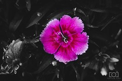 138/365 - Little Pink Flower