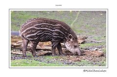 Tapir (jeune)