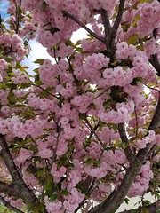 5-13-2018: In full bloom. Medford, MA