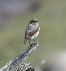 Wheatear