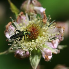 Swollen-thighed Beetle