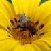 The Chemistry of Honey Bees