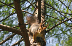 Russian Federation, Nature of Moscow, the frisky Squirrel on the  Siberian Larch tree (Larix Sibírica, Pinaceae), Memorial 