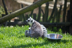 Lemur • <a style="font-size:0.8em;" href="http://www.flickr.com/photos/28630674@N06/41843219602/" target="_blank">View on Flickr</a>