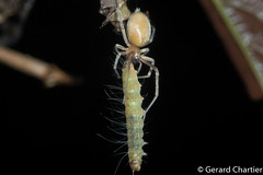 A long-legged sac spider (Eutichuridae)