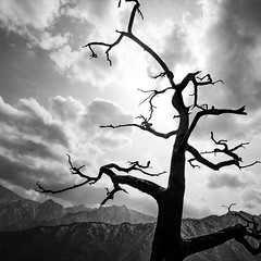 The Tree - Seoraksan, South Korea - Black and white photography