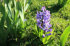 Indigo hyacinth flowers in sunlight