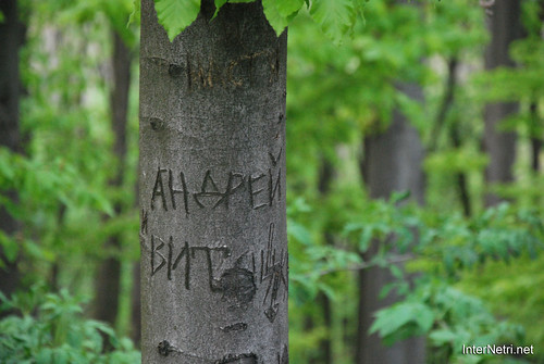 Ботанічний сад імені Гришка Буковий гай InterNetri  Ukraine 113