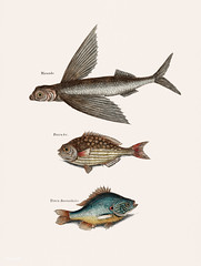 Flying Fish (Hirundo), Rudder Fish (Perca sectatrix) and Perch (Perca fluviatilis) from The Natural History of Carolina, Florida, and the Bahama Islands (1754) by Mark Catesby (1683-1749).