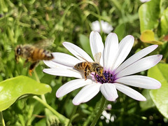 115/365: The Pollinators