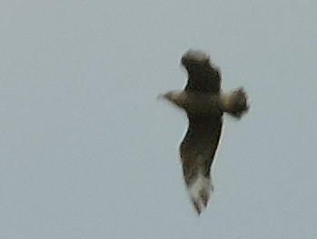 Skua, Petrel .. or just another Gull?