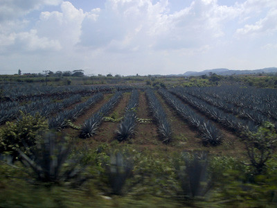 agave field.jpg