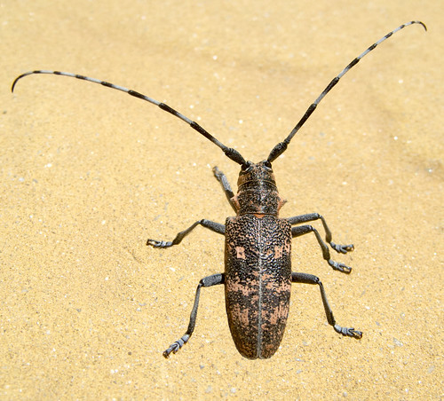 Усач бронзовый сосновый / Monochamus galloprovincialis / Pine sawyer beetle / Черен боров сечко / Bäckerbock