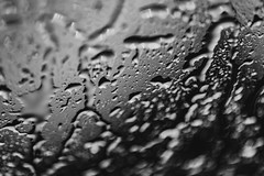 raindrops - 141/365 (black & white)