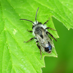 Graue Sandbiene (Andrena cineraria)