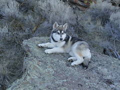 #ThrowbackThursday Yutah Atilla as a young whipper snapper.