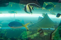 Sea Life Sydney Aquarium