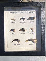 Anglų lietuvių žodynas. Žodis clawed reiškia naguotoji lietuviškai.