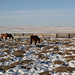 48062-002: Strategic Planning for Peatlands in Mongolia by Asian Development Bank