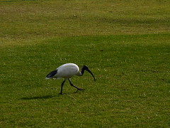 Anglų lietuvių žodynas. Žodis ibises reiškia <li>ibises</li> lietuviškai.