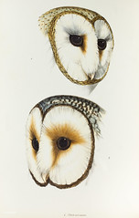 1. Delicate Owl (Strix delicatulus) 2. (Ring-eyed Owl) Strix cyclops from A Synopsis of the Birds of Australia and the Adjacent Islands (1837) by John Gould (1804-1881).