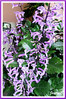 Plectranthus 'Mona Lavender' (Lavender Spur Flower, Mona Lavender)
