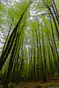 Ambiance dans la forêt • <a style="font-size:0.8em;" href="http://www.flickr.com/photos/30115700@N08/42033226162/" target="_blank">Voir sur Flickr</a>