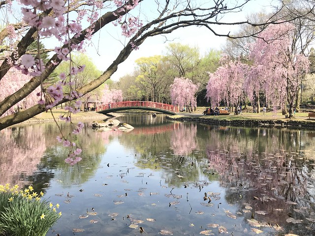 日曜に花見に行ったらしだれ桜満開でした。...