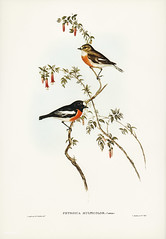 Petroica multicolor (Scarlet-breasted Robin) Illustrated by Elizabeth Gould (1804–1841) for John Gould’s (1804-1881) Birds of Australia (1972 Edition, 8 volumes). One of the most celebrated publications on Ornithology worldwide, Birds of Australia introdu