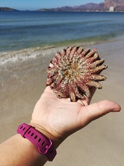 More sea life found during beach walks
