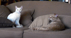 Two cats on the couch