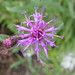 Vernonia crinita • <a style="font-size:0.8em;" href="http://www.flickr.com/photos/25397586@N00/265279478/" target="_blank">View on Flickr</a>