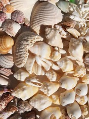 Some of the shells found during walks with with my sister