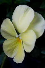A Delicate Yellow