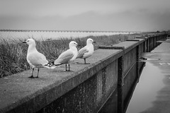 Seagulls on beach wall