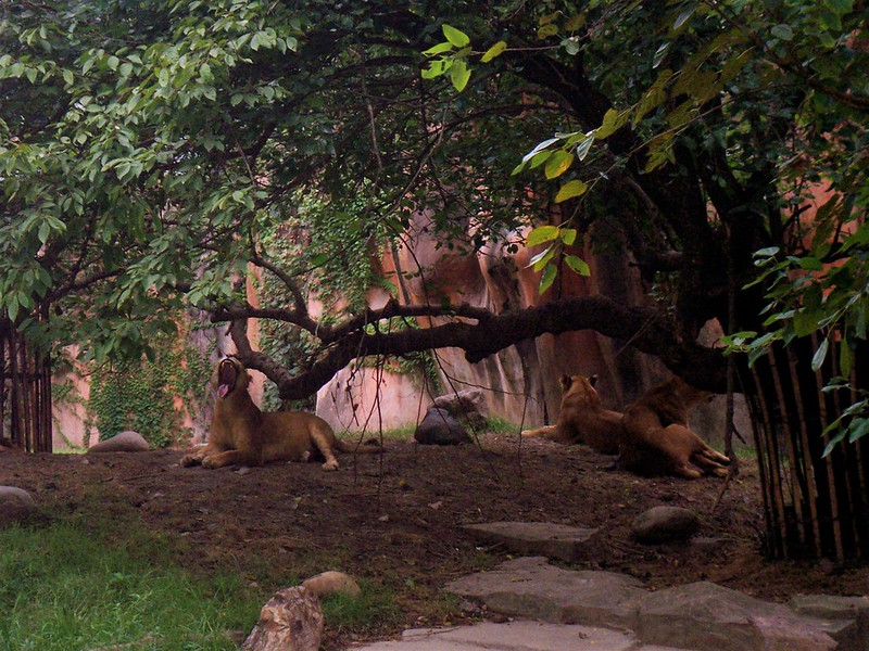 Shanghai zoo - Lions<br/>© <a href="https://flickr.com/people/97488978@N00" target="_blank" rel="nofollow">97488978@N00</a> (<a href="https://flickr.com/photo.gne?id=296640002" target="_blank" rel="nofollow">Flickr</a>)